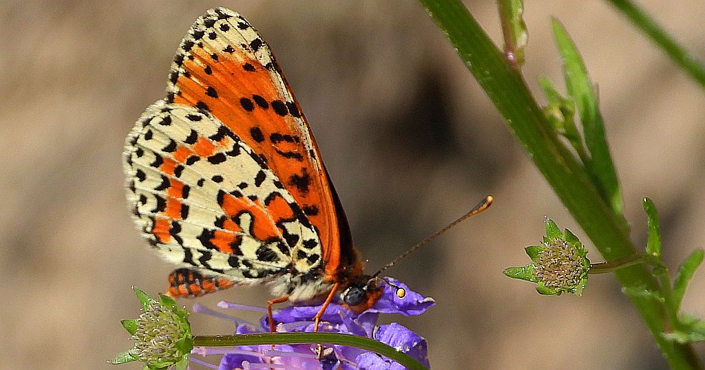 Przeplatka didyma (Melitaea didyma)