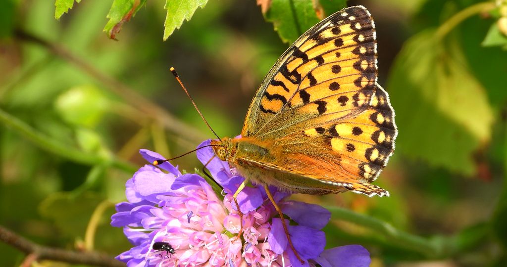 Dostojka aglaja, perłowiec aglaja, (Argynnis aglaja)