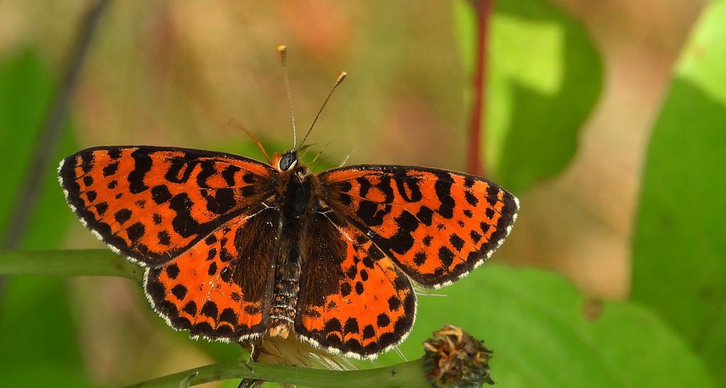 Przeplatka didyma (Melitaea didyma)