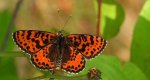 Przeplatka didyma (Melitaea didyma)