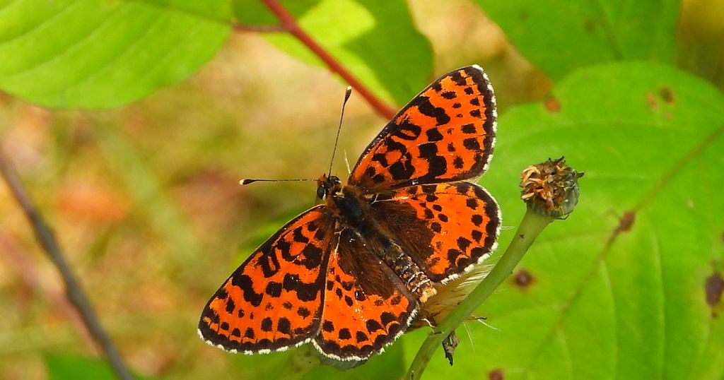Przeplatka didyma (Melitaea didyma)