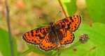 Przeplatka didyma (Melitaea didyma)