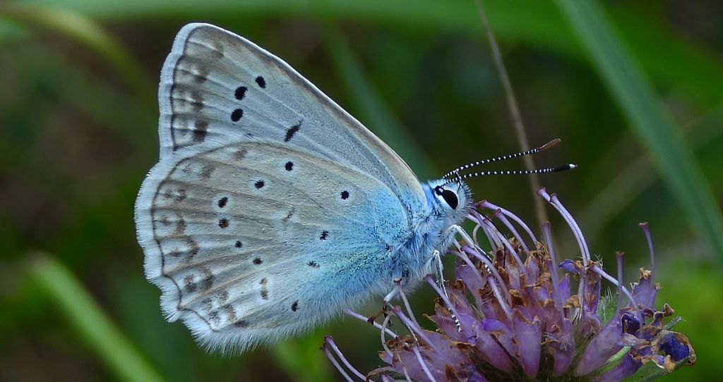 Modraszek dafnid (Polyommatus daphnis)