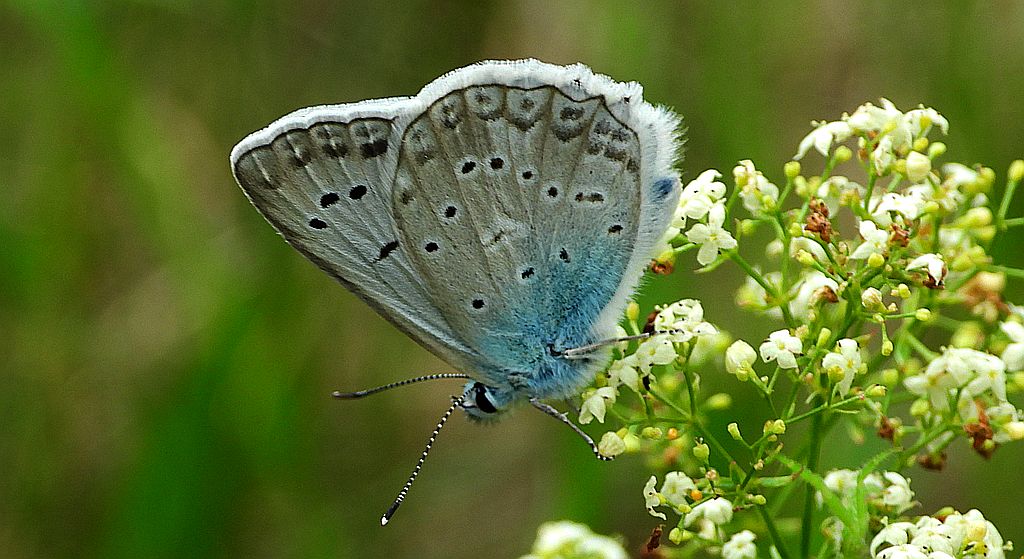 Modraszek dafnid (Polyommatus daphnis)