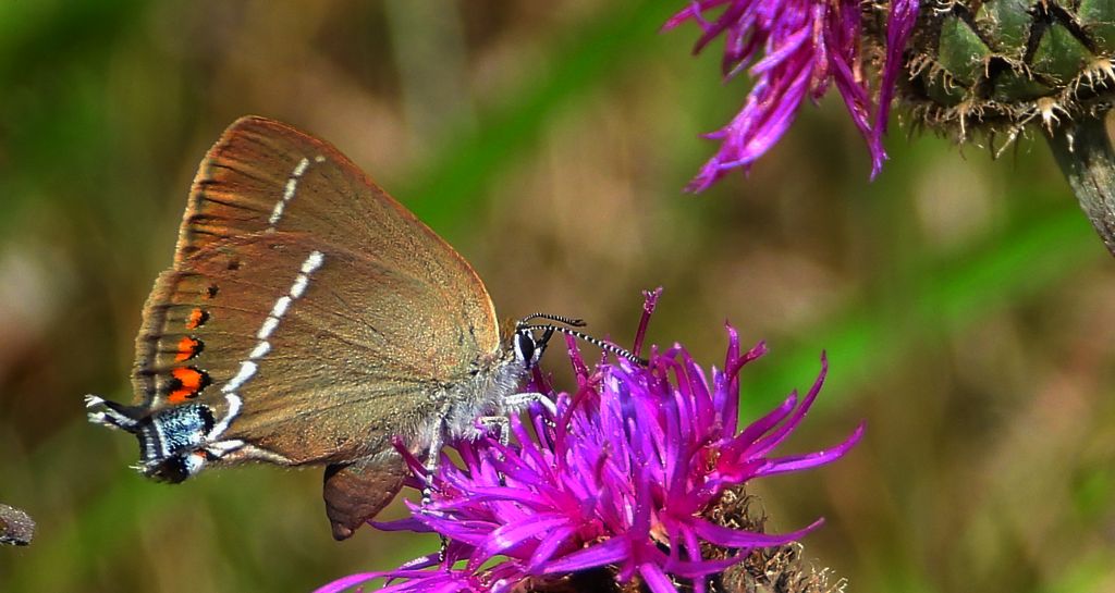 Ogończyk tarninowiec (Satyrium spini)