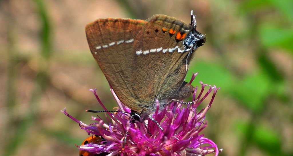 Ogończyk tarninowiec (Satyrium spini)