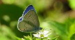 Modraszek wieszczek (Celastrina argiolus)