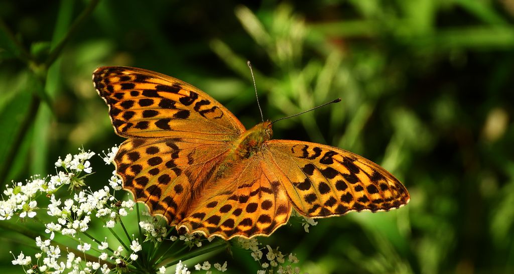 Dostojka malinowiec, perłowiec malinowiec (Argynnis paphia)