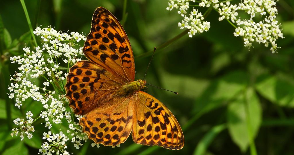 Dostojka malinowiec, perłowiec malinowiec (Argynnis paphia)