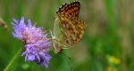 Dostojka aglaja, perłowiec aglaja, (Argynnis aglaja)