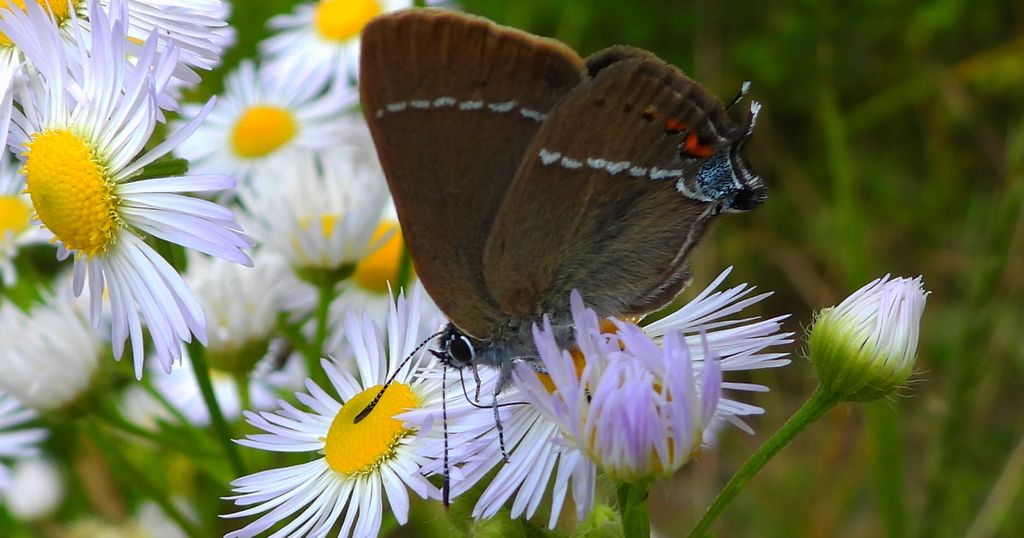 Ogończyk tarninowiec (Satyrium spini)