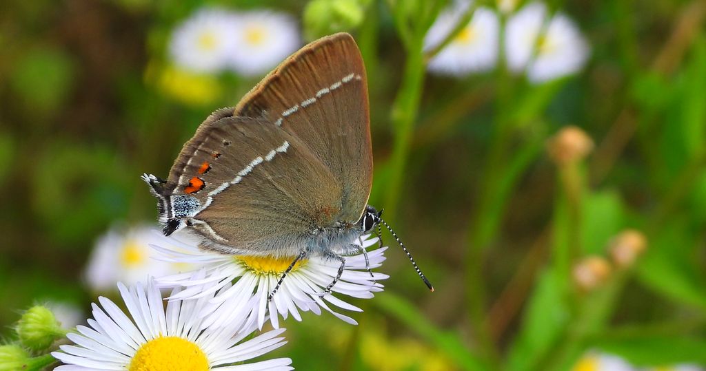 Ogończyk tarninowiec (Satyrium spini)