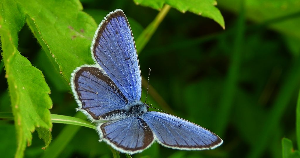 Modraszek argiades (Cupido argiades)