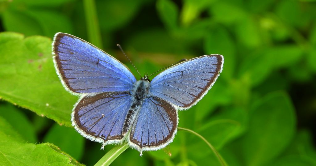 Modraszek argiades (Cupido argiades)