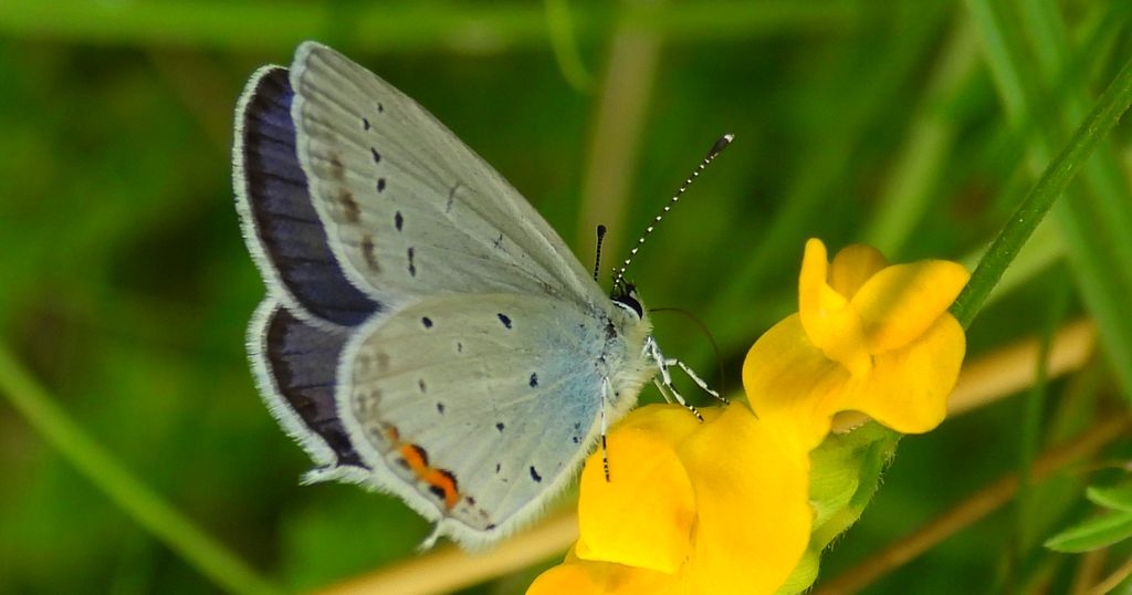 Modraszek argiades (Cupido argiades)
