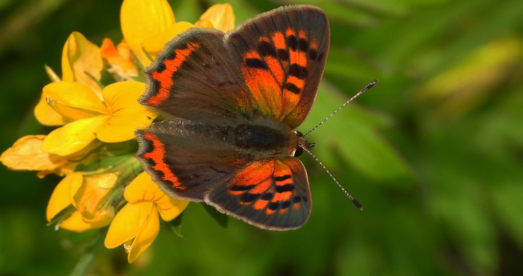 Czerwończyk żarek (Lycaena phlaeas syn. Lycaena phlaeoides)