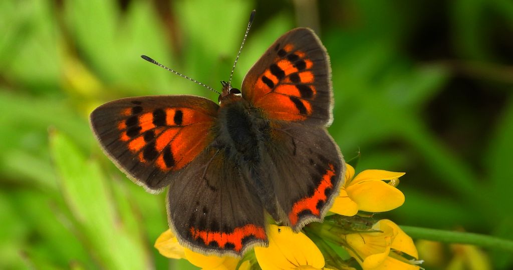 Czerwończyk żarek (Lycaena phlaeas syn. Lycaena phlaeoides)
