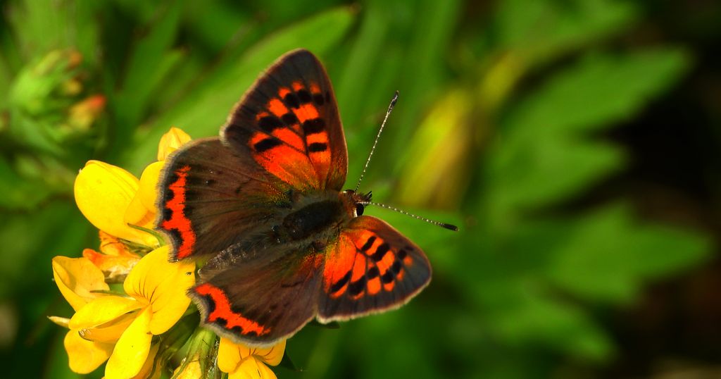 Czerwończyk żarek (Lycaena phlaeas syn. Lycaena phlaeoides)