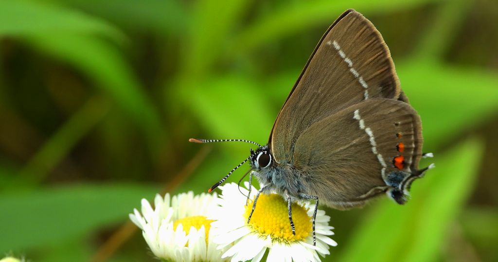 Ogończyk tarninowiec (Satyrium spini)