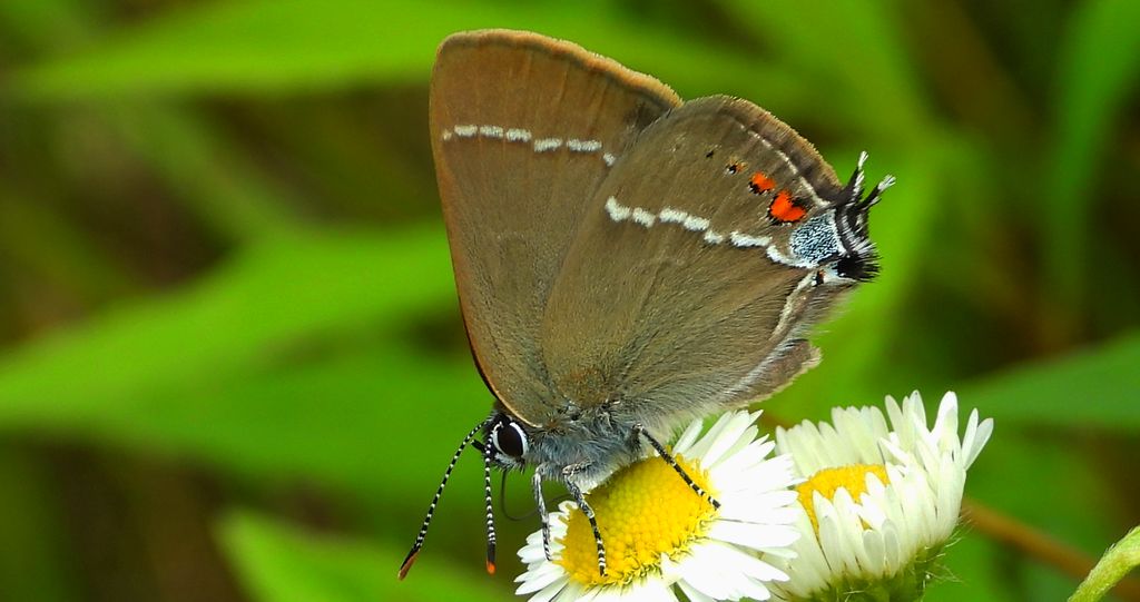 Ogończyk tarninowiec (Satyrium spini)