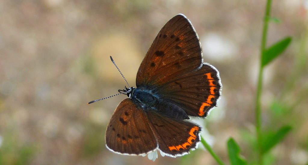 Czerwończyk zamgleniec (Lycaena alciphron)