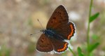 Czerwończyk zamgleniec (Lycaena alciphron)