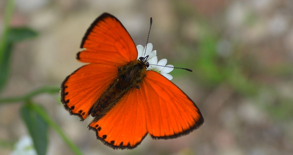 Czerwończyk dukacik (Lycaena virgaureae)