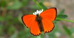 Czerwończyk dukacik (Lycaena virgaureae)