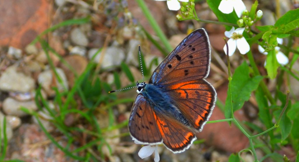Czerwończyk zamgleniec (Lycaena alciphron)