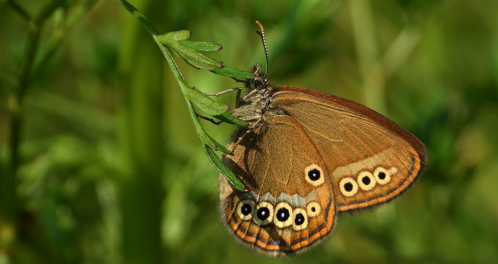 Strzępotek edypus (Coenonympha oedippus)