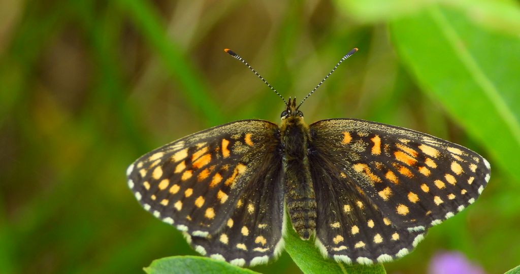 Przeplatka britomartis (Melitaea britomartis)
