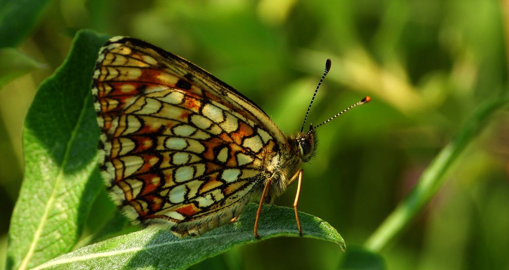 Przeplatka britomartis (Melitaea britomartis)
