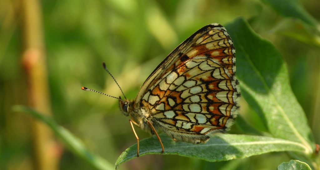 Przeplatka britomartis (Melitaea britomartis)