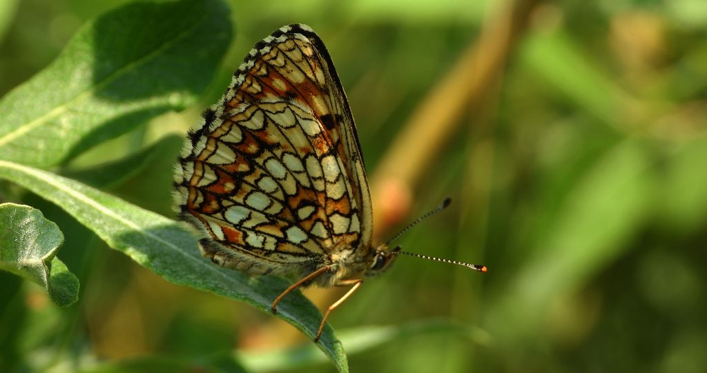 Przeplatka britomartis (Melitaea britomartis)