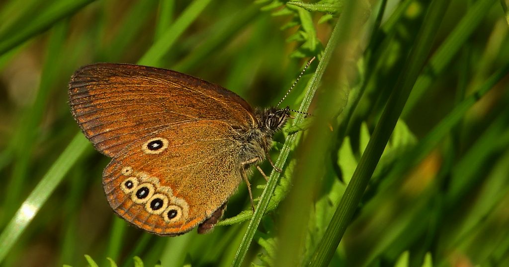 Strzępotek edypus (Coenonympha oedippus)