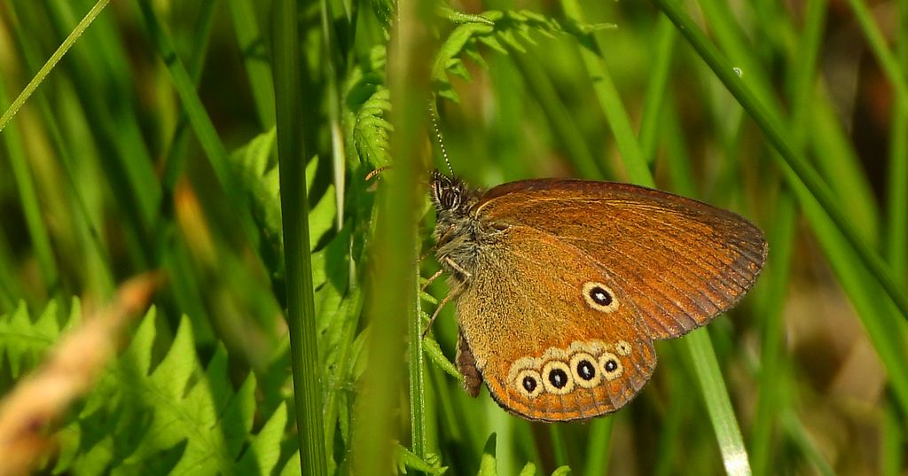 Strzępotek edypus (Coenonympha oedippus)