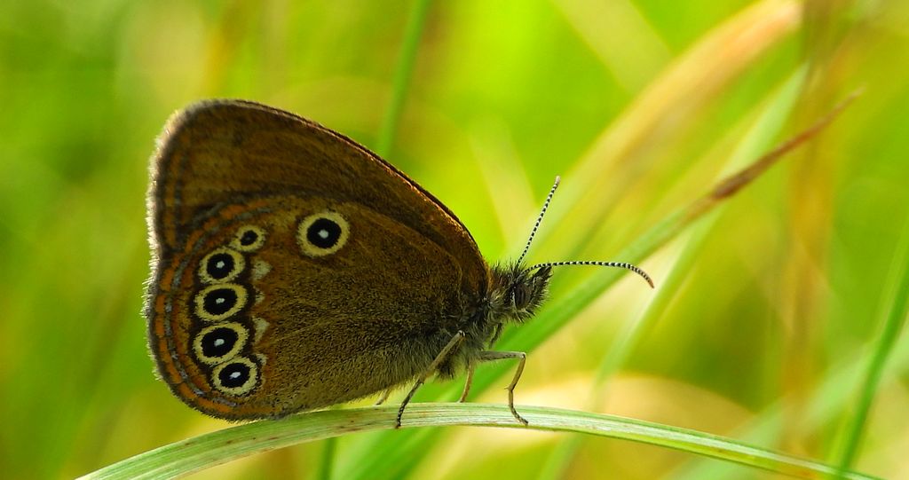 Strzępotek edypus (Coenonympha oedippus)