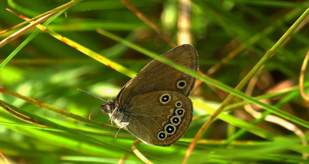 Strzępotek edypus (Coenonympha oedippus)