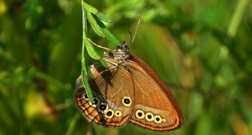 Strzępotek edypus (Coenonympha oedippus)