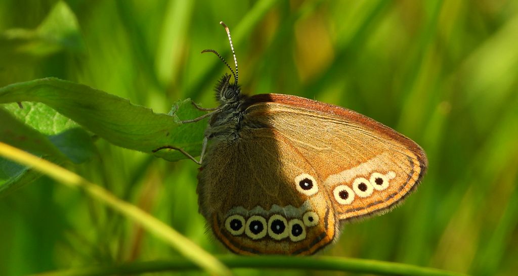 Strzępotek edypus (Coenonympha oedippus)