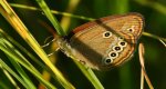 Strzępotek edypus (Coenonympha oedippus)