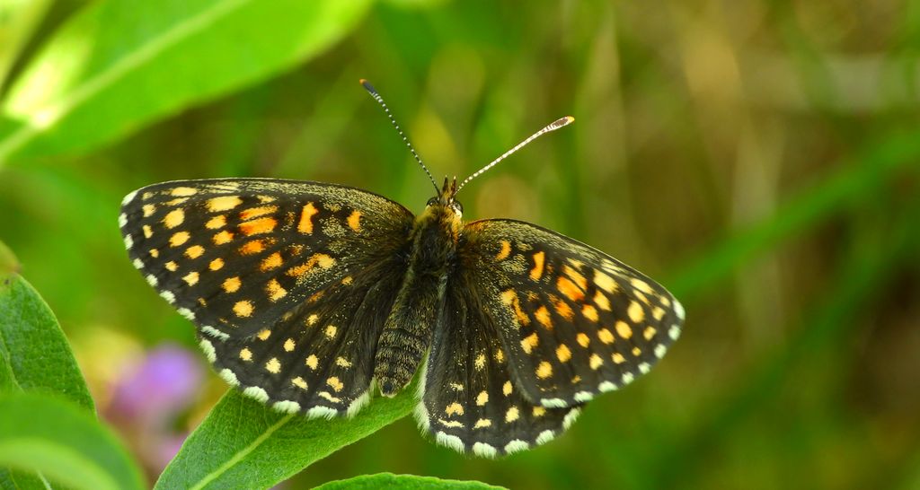 Przeplatka britomartis (Melitaea britomartis)
