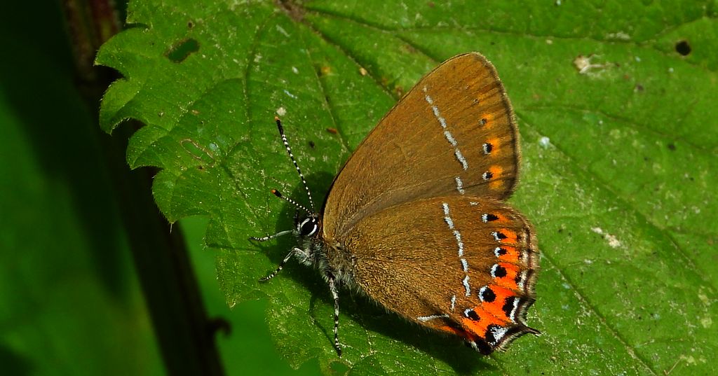 Ogończyk śliwowiec (Satyrium pruni)