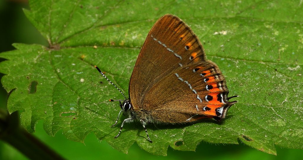 Ogończyk śliwowiec (Satyrium pruni)