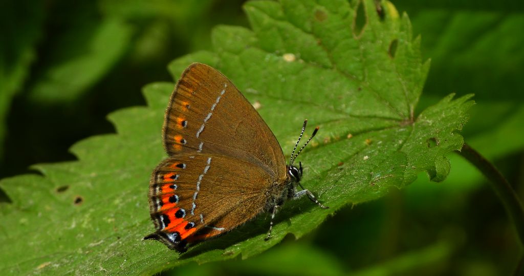 Ogończyk śliwowiec (Satyrium pruni)