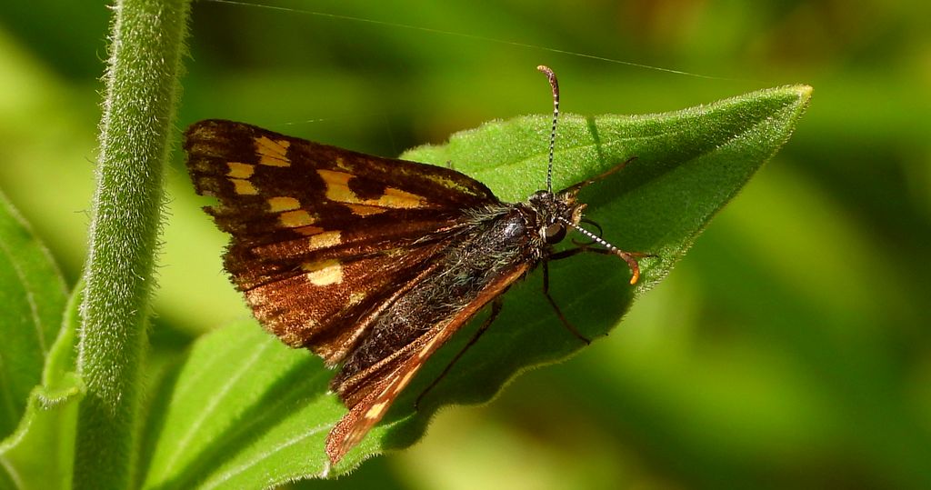Kosternik palemon (Carterocephalus palaemon)
