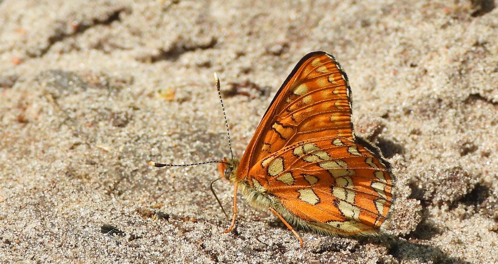 Przeplatka maturna (Euphydryas maturna)