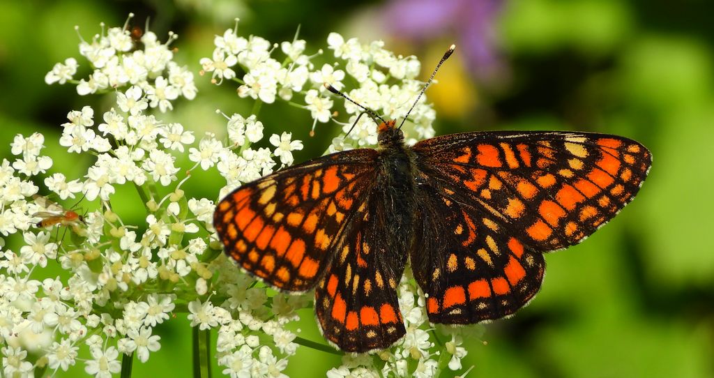 Przeplatka maturna (Euphydryas maturna)