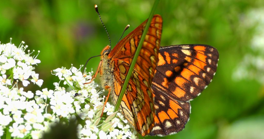 Przeplatka maturna (Euphydryas maturna)