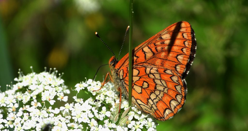 Przeplatka maturna (Euphydryas maturna)